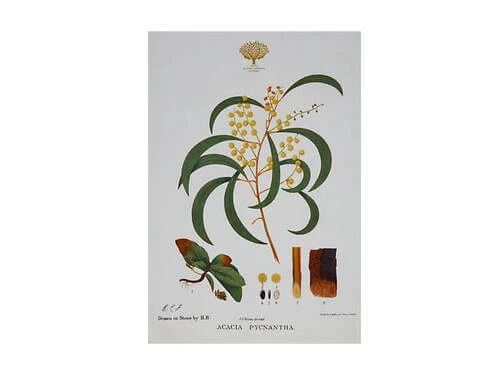 Royal Botanic Gardens Victoria Botanic Tea Towel 50x70cm Wattle