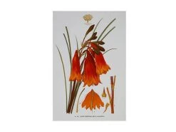Royal Botanic Gardens Victoria Botanic Tea Towel 50x70cm Christmas Bells